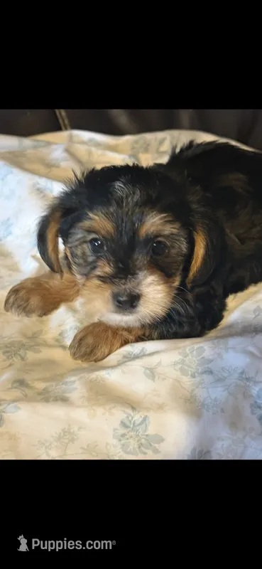 Buckeye – Yorkipoo, Yorkshire Terrier puppy for sale in Bowling Green, OH