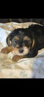 Buckeye, a male Yorkipoo and Yorkshire Terrier for sale in Bowling Green, OH – 1 of 5