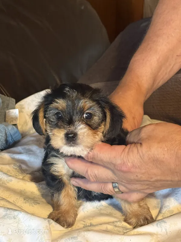 Maybell – Yorkipoo puppy for sale in Bowling Green, OH