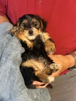 Maybell, a female Yorkipoo for sale in Bowling Green, OH – 2 of 3