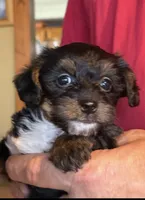 Buckeye , a female Yorkipoo and Yorkshire Terrier for sale in Bowling Green, OH – 2 of 3