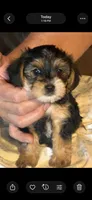 Buckeye, a male Yorkipoo and Yorkshire Terrier for sale in Bowling Green, OH – 2 of 5