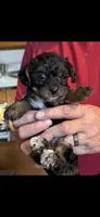 Buckeye , a female Yorkipoo and Yorkshire Terrier for sale in Bowling Green, OH – 1 of 3