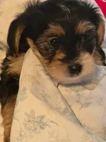 Buckeye, a male Yorkipoo and Yorkshire Terrier for sale in Bowling Green, OH – 3 of 5