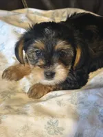 Maybell, a female Yorkipoo for sale in Bowling Green, OH – 3 of 3
