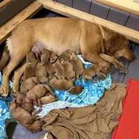 6th Choice male, a male Labrador Retriever for sale in Bluff Dale, TX – Photo 5 of 5