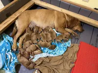 6th Choice male, a male Labrador Retriever for sale in Bluff Dale, TX – Photo 5 of 5