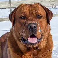 6th Choice male, a male Labrador Retriever for sale in Bluff Dale, TX – Photo 3 of 5