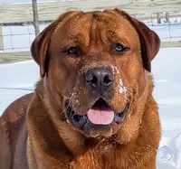 6th Choice male, a male Labrador Retriever for sale in Bluff Dale, TX – Photo 3 of 5