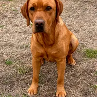 6th Choice male, a male Labrador Retriever for sale in Bluff Dale, TX – Photo 2 of 5