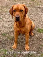 6th Choice male, a male Labrador Retriever for sale in Bluff Dale, TX – Photo 2 of 5