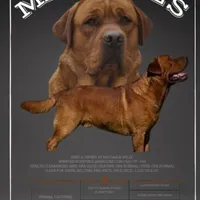 6th Choice male, a male Labrador Retriever for sale in Bluff Dale, TX – Photo 4 of 5