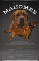 6th Choice male, a male Labrador Retriever for sale in Bluff Dale, TX – Photo 4 of 5