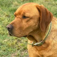 6th Choice male, a male Labrador Retriever for sale in Bluff Dale, TX – Photo 1 of 5