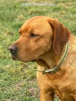 6th Choice male, a male Labrador Retriever for sale in Bluff Dale, TX – Photo 1 of 5