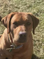 4th choice of 8, a male Labrador Retriever for sale in Bluff Dale, TX – Photo 9 of 10