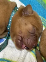 4th choice of 8, a male Labrador Retriever for sale in Bluff Dale, TX – Photo 6 of 10