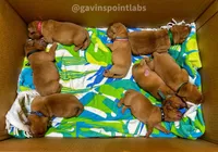 4th choice of 8, a male Labrador Retriever for sale in Bluff Dale, TX – Photo 3 of 10