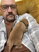 4th choice of 8, a male Labrador Retriever for sale in Bluff Dale, TX – Photo 7 of 10