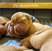 4th choice of 8, a male Labrador Retriever for sale in Bluff Dale, TX – Photo 2 of 10