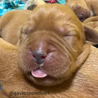 4th choice of 8, a male Labrador Retriever for sale in Bluff Dale, TX – Photo 4 of 10