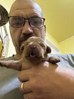 4th choice of 8, a male Labrador Retriever for sale in Bluff Dale, TX – Photo 5 of 10