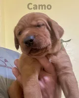 4th Choice Male, a male Labrador Retriever for sale in Bluff Dale, TX – Photo 5 of 10