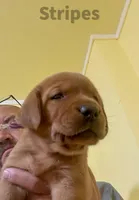 4th Choice Male, a male Labrador Retriever for sale in Bluff Dale, TX – Photo 2 of 10