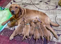 4th Choice Male, a male Labrador Retriever for sale in Bluff Dale, TX – Photo 10 of 10