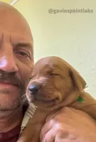 4th Choice Male, a male Labrador Retriever for sale in Bluff Dale, TX – Photo 7 of 10