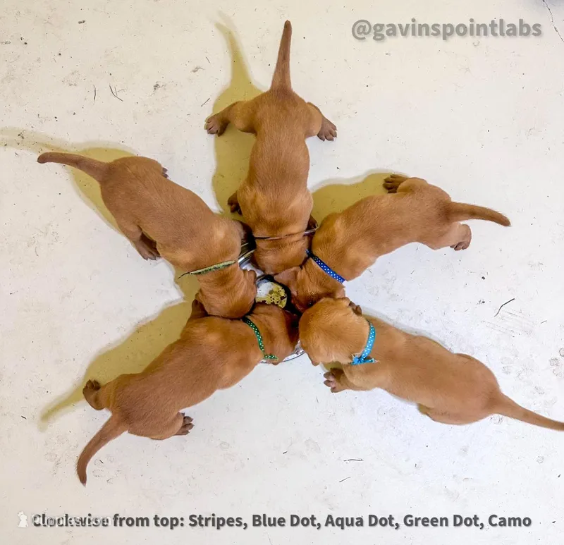 4th Choice Male, a male Labrador Retriever for sale in Bluff Dale, TX – Photo 1 of 10