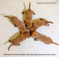 4th Choice Male, a male Labrador Retriever for sale in Bluff Dale, TX – Photo 1 of 10