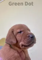 4th Choice Male, a male Labrador Retriever for sale in Bluff Dale, TX – Photo 6 of 10