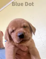 4th Choice Male, a male Labrador Retriever for sale in Bluff Dale, TX – Photo 4 of 10