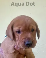 4th Choice Male, a male Labrador Retriever for sale in Bluff Dale, TX – Photo 3 of 10