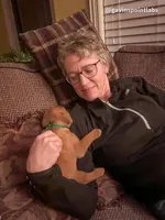 4th Choice Male, a male Labrador Retriever for sale in Bluff Dale, TX – Photo 8 of 10