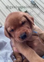 4th Choice Male, a male Labrador Retriever for sale in Bluff Dale, TX – Photo 9 of 10