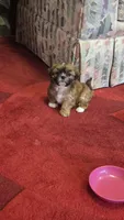 Dale, a male Shih Tzu for sale in Fair Oaks, CA – 6 of 8