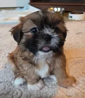 Belle, a female Shih Tzu for sale in Fair Oaks, CA – 3 of 9