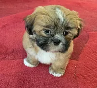 Theo, a male Shih Tzu for sale in Fair Oaks, CA – 4 of 8