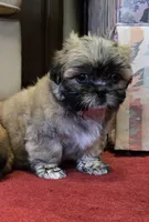 Ava, a female Shih Tzu for sale in Fair Oaks, CA – 7 of 9