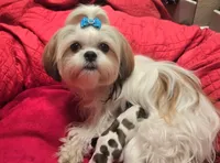Breezy, a female Shih Tzu for sale in Fair Oaks, CA – 9 of 10