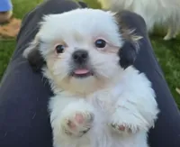 Bailey , a male Shih Tzu for sale in Fair Oaks, CA – 2 of 10