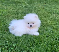 Theo, a male Pomeranian for sale in Fair Oaks, CA – 7 of 10