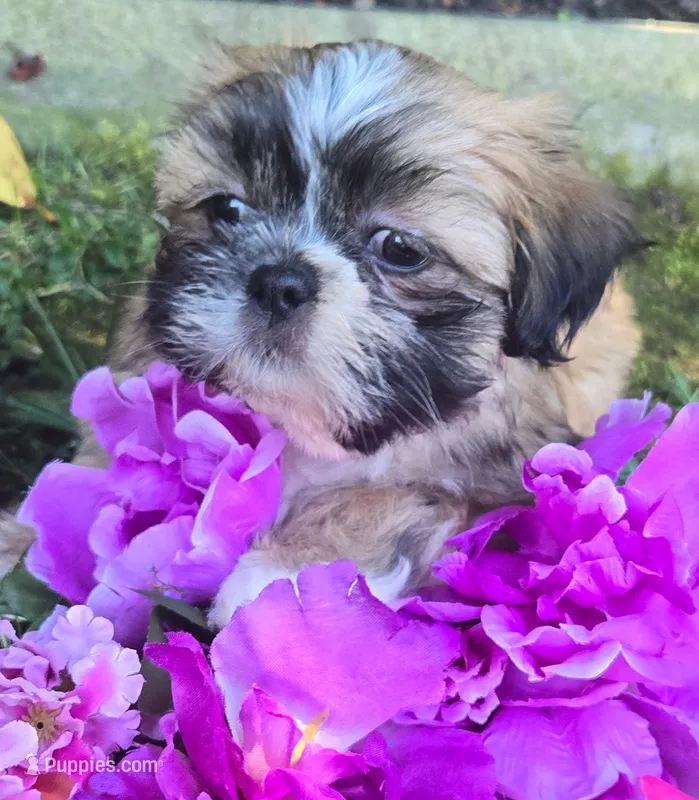 Chip – Shih Tzu puppy for sale in Fair Oaks, CA