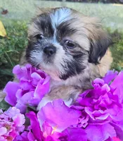 Chip, a male Shih Tzu for sale in Fair Oaks, CA – 1 of 10