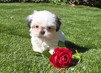 Bailey , a male Shih Tzu for sale in Fair Oaks, CA – 3 of 10