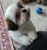 Willow , a female Shih Tzu for sale in Fair Oaks, CA – 3 of 9