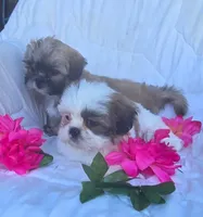 Willow , a female Shih Tzu for sale in Fair Oaks, CA – 2 of 9