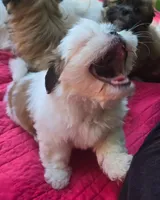 Willow , a female Shih Tzu for sale in Fair Oaks, CA – 9 of 9